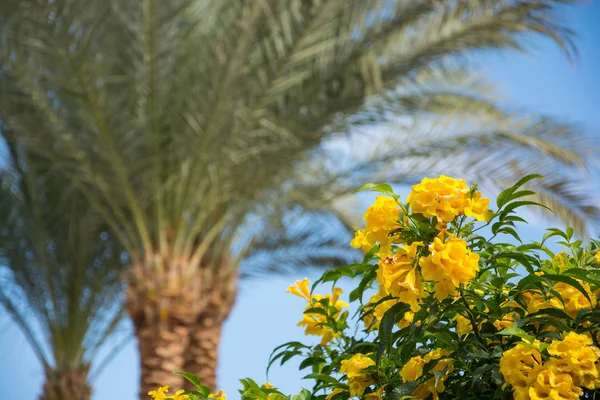 Bush Yellow Hibiscus Flowers Front Palm Trees Sky — Stock Photo, Image