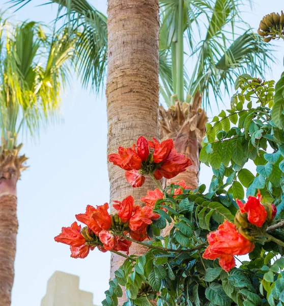 Bush of a African Tulip Tree Flower and palms. Red flowers in fr — Stock Photo, Image