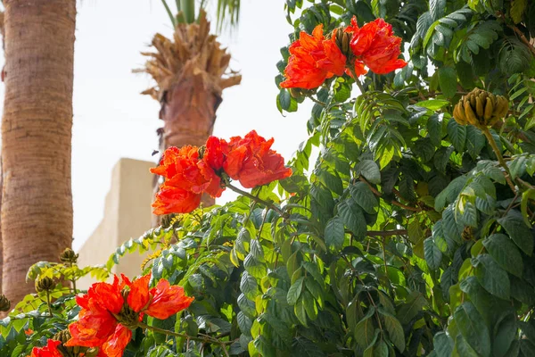 Bush of a African Tulip Tree Flower and palms. Red flowers in fr — Stock Photo, Image