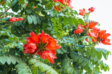 Bush Afrika Lale ağacı çiçek.