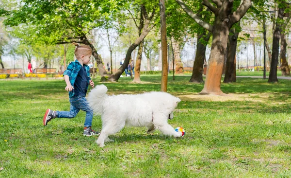 Самоед собака и маленький хипстер бегут через парк на G — стоковое фото