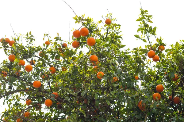 Arancio nel centro di Salonicco su una piazza Aristotele — Foto Stock