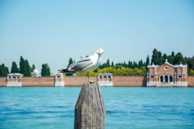 Ve San Michele ada arka plan bir görünümünde Martı
