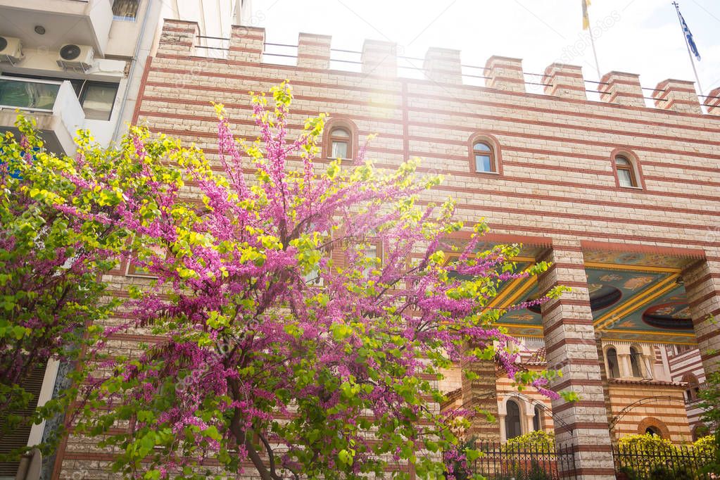 Blooming tree on architecture background in Thessaloniki, Greece