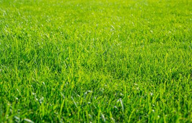 Güneşli bir günde yeşil çim arka plan