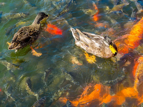 Ducks and red carp koi in a pond in Mezhigorye National Park