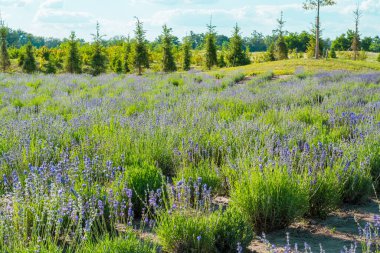 Lavanta tarlasında lavanta çiçekleri. Çiçekli lavanta, ağaçlar ve gökyüzü yazın
