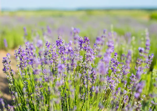 Lavender Flowers Lavender Field Blooming Lavender Summer — Stock Photo, Image