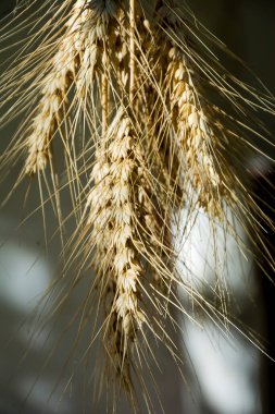 Bir grup çivili asılmış, yakın plan.