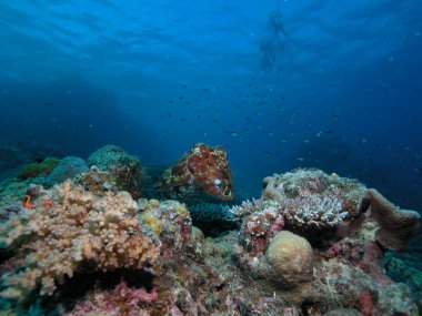 Resifin tepesinde mürekkep balığı