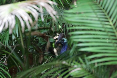 Yağmur ormanları palmiye arkasında Cassowary 