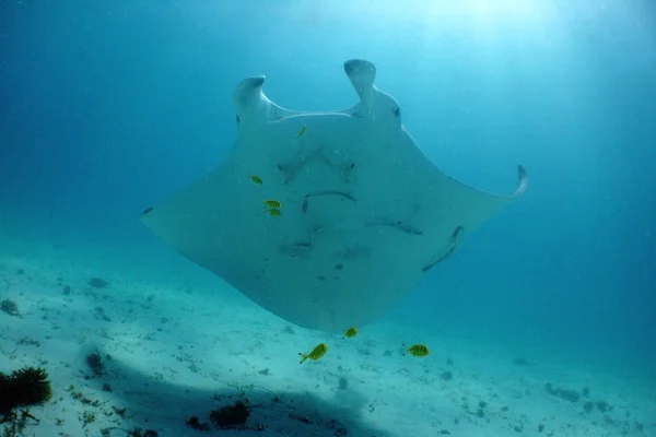 Giant Mant Ray Swimming Upwards — Stock Photo, Image