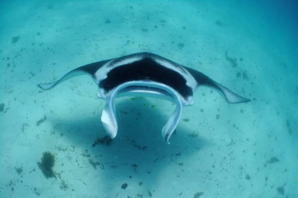 Giant Mantray Swimming Upwards — Stock Photo, Image