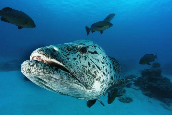Giant Grouper Fish Too Close — Stock Photo, Image