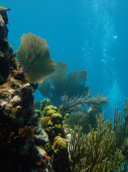 Underwater Coral Landscape Bubbles — Stock Photo, Image