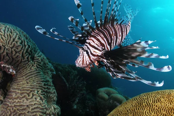 Lion Fish Coral Bommie — Stock Photo, Image