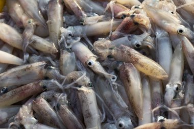 Asya taze pazarda whiteraw kalamar deniz ürünleri.