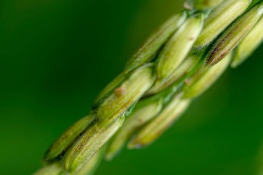 Tayland pirinç tohumlarına yaklaş ve çeltik tarlasının kulağına su damlat..