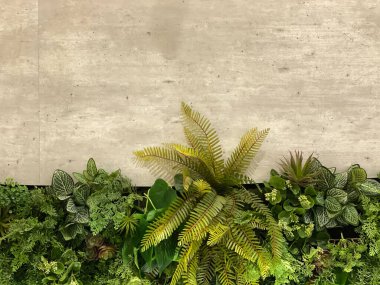 Arka plan doğa kavramı için yaprakları olan eski grunge beton dokusu.