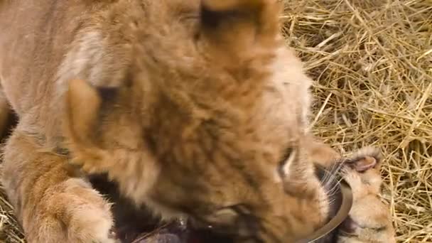 Young Lion Lies Hay Eats Meat — Stock Video