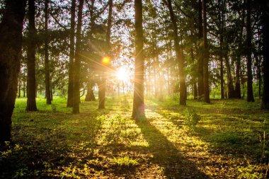 Ormanda gün batımı