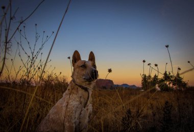 Gün batımı bir köpekle tarlada