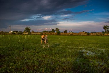 Gün batımı bir köpekle tarlada