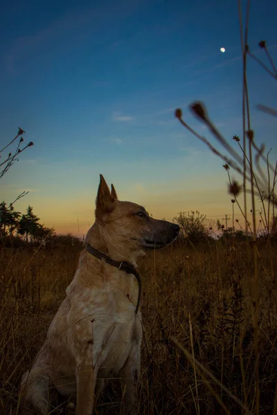 Solnedgång Fältet Med Hund — Stockfoto