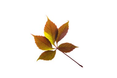 Beyaz arkaplanda renkli sonbahar yaprakları izole