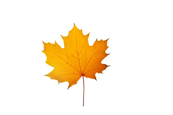 Yellow maple canadian leaf isolaed on white — ストック写真