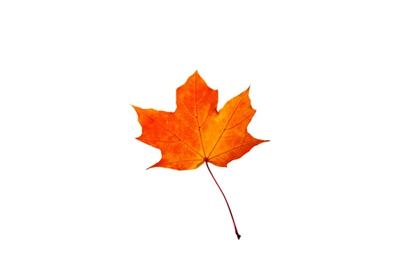 Red orange maple leaf isolated on white — ストック写真