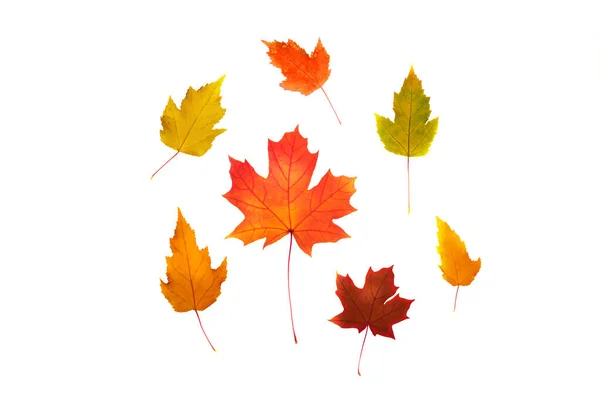 Set of maple leaves of different colors — ストック写真