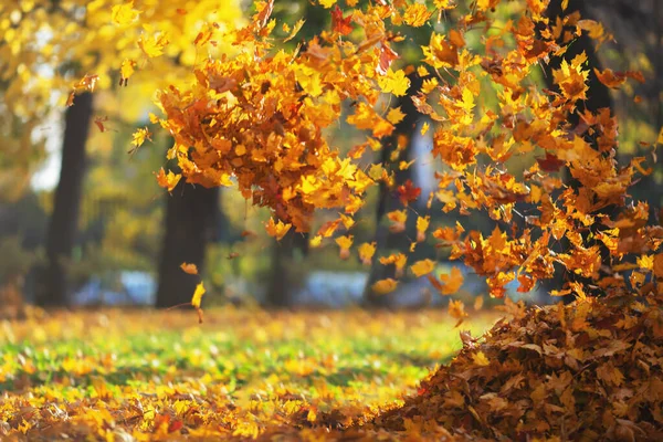 Defokted napos őszi park háttér őszi lehulló levelek Stock Kép