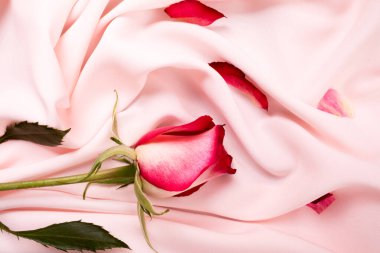 Açık pembe ipek arka planda yaprakları olan güzel bir gül.