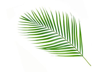 Beyaz arkaplanda palmiye yaprakları izole.