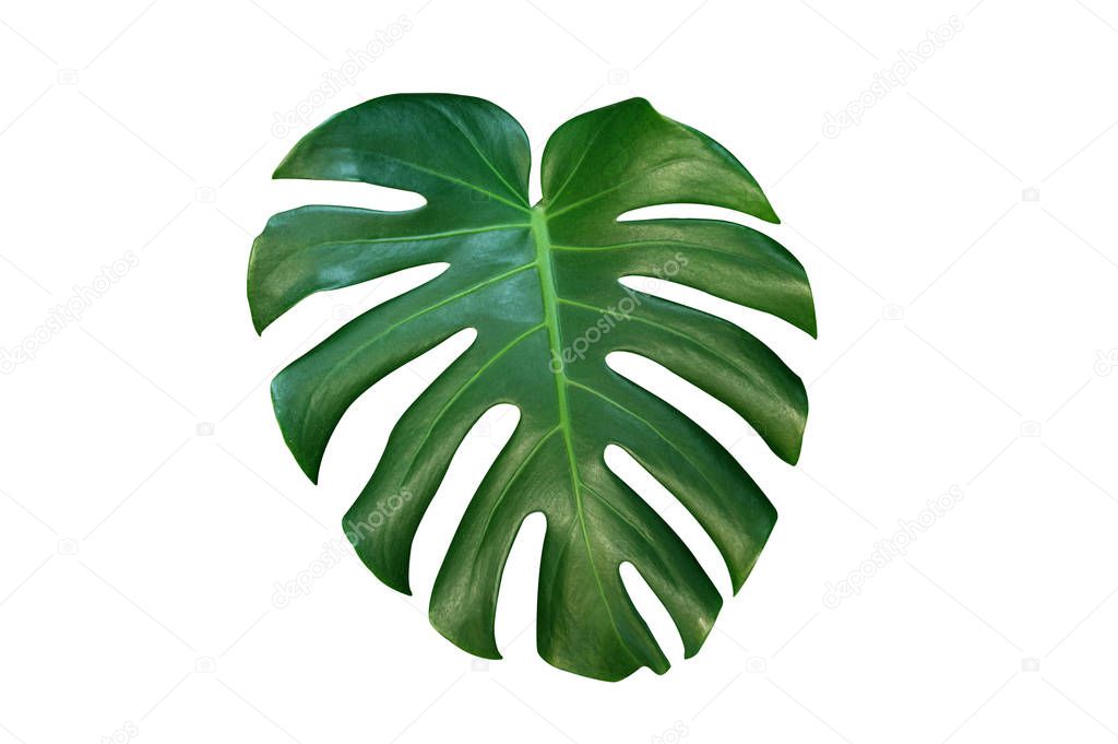 Monstera leaves isolated on white background.