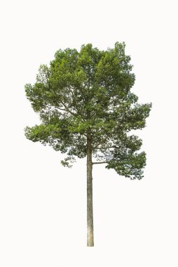 Yang Ağacı beyaz arka planda izole edildi. Tropik egzotik bitki örtüsü.