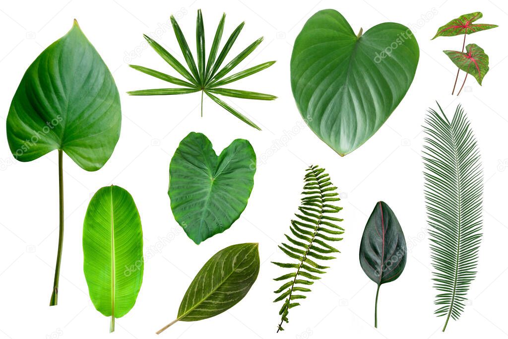Set of different tropical leaves isolated on white background