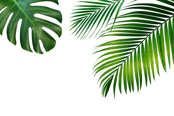Тропічне Листя Листя Монстери Пальмові Листя Ізольовані Білому Тлі — стокове фото