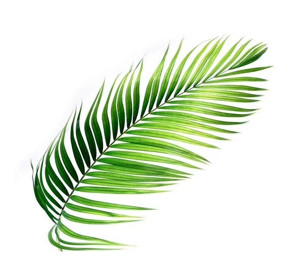 Palm Zielone Liście Izolowane Białym Tle — Zdjęcie stockowe