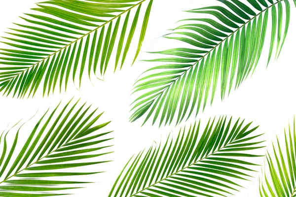 Flat Lay Palm Levelek Gyűjtemény Elszigetelt Fehér Háttér — Stock Fotó