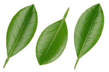 Citrus yaprakları beyaz arkaplanda yalıtılmış.