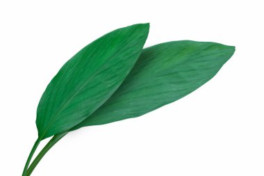 Beyaz zemin üzerinde izole tropik yeşil yapraklar