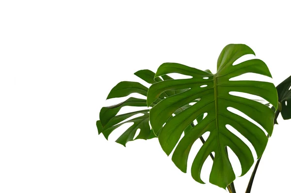 Тропические Листья Монстера Изолированы Белом Фоне — стоковое фото