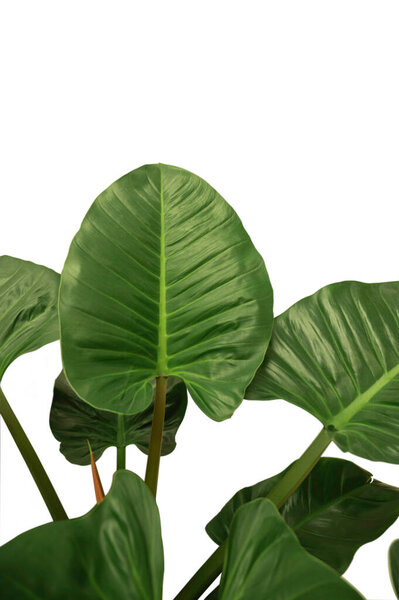 Tropical green leaves isolated on white background
