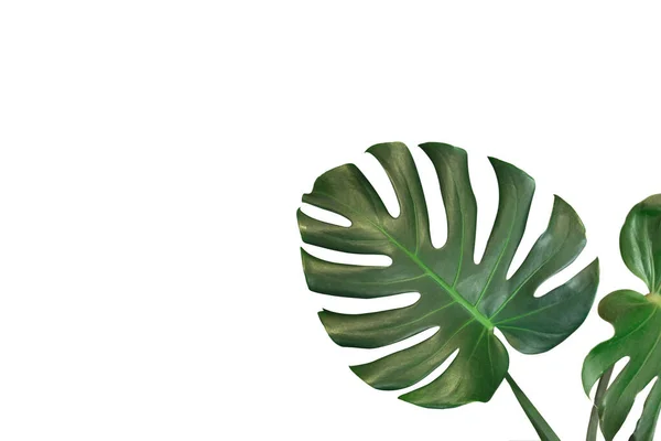 Tropical Jungle Monstera Leaves Isolated White Background — Stock Photo, Image