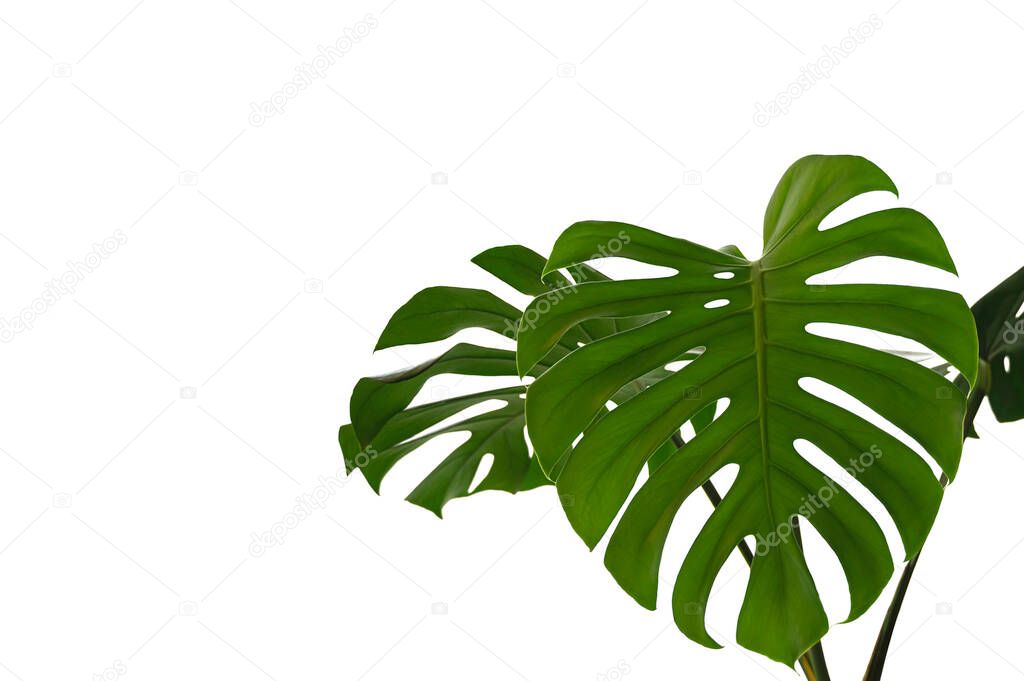  Tropical Monstera leaves isolated on white background.