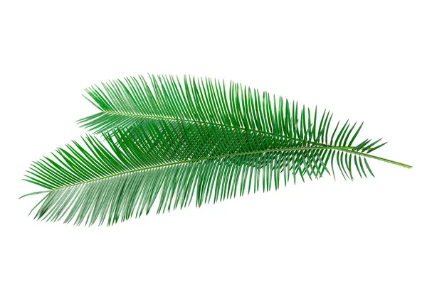 Palmbladeren Geïsoleerd Witte Achtergrond — Stockfoto