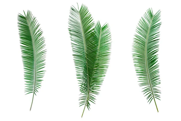 Set Palm Leaves Isolated White Background — Stock Photo, Image