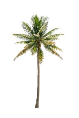 Beyaz arkaplanda izole edilmiş hindistan cevizi ağacı.